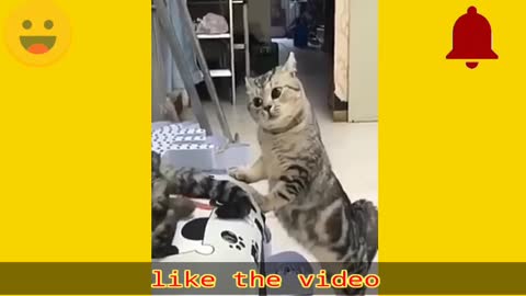 Rumble/cat talk himself,viral cat video 2022