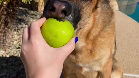 Benefits of Apples for Dogs 🍏🐕