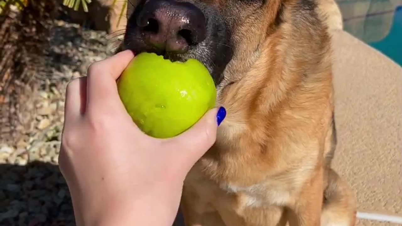 Benefits of Apples for Dogs 🍏🐕