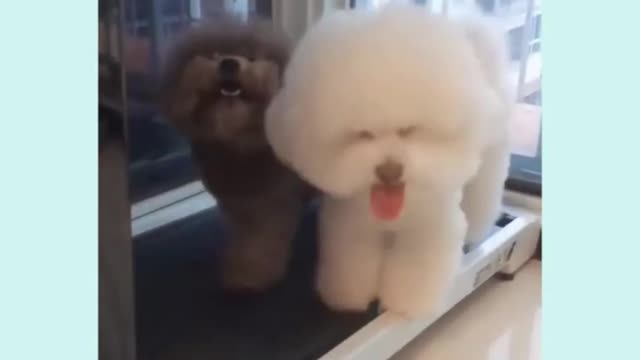 Try not to laugh || cute puppy walking on trademill