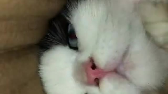 Cat Looking