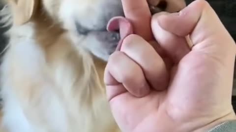 CUTE DOG VIDEOS