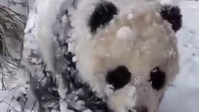 How Adorable Is This Baby Panda Walking In The Snow?