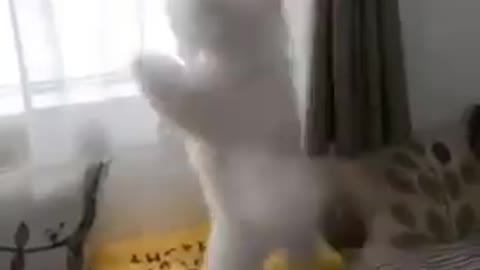 Little cute pet playing balloon lovely