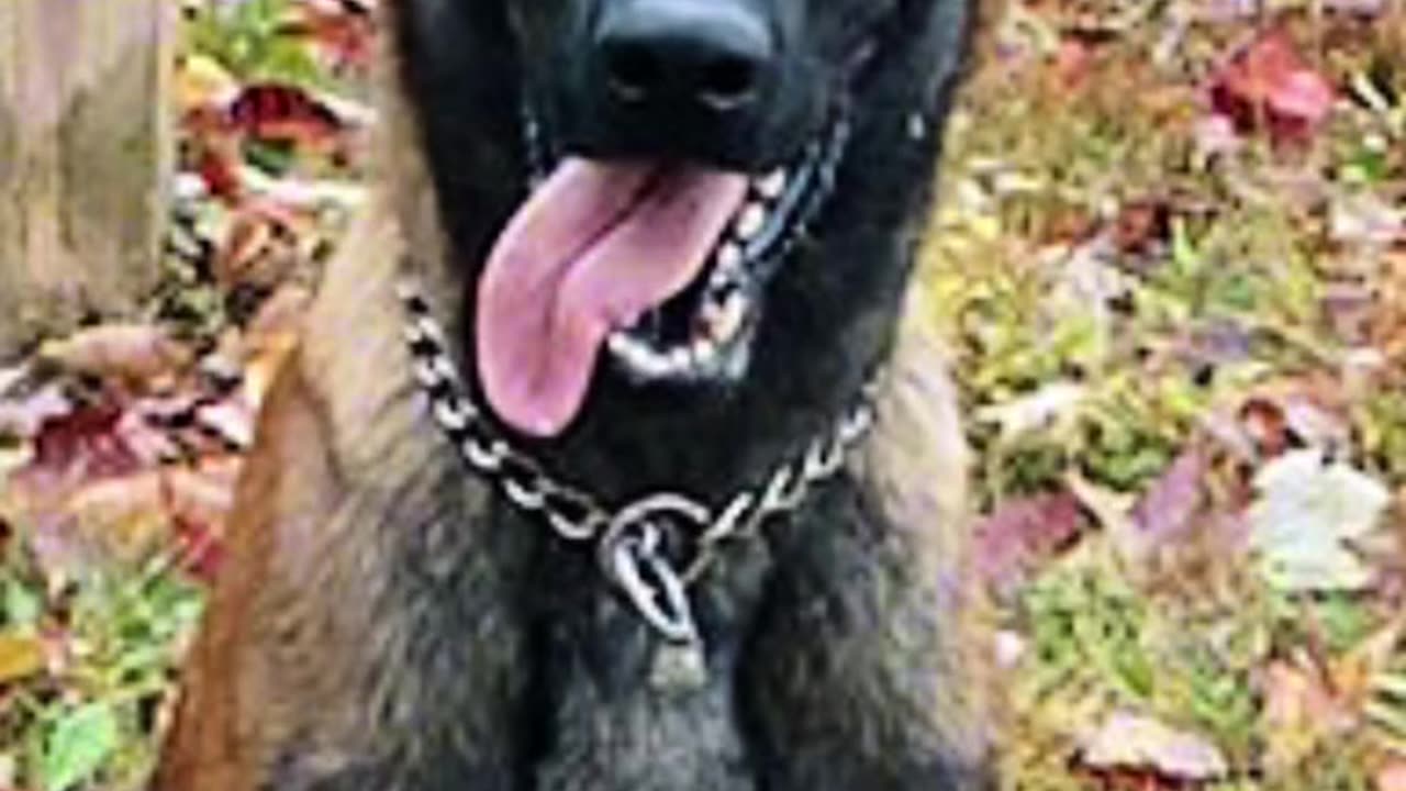 K9 Rivan stabbed to death trying to stop attack at Virginia state prison