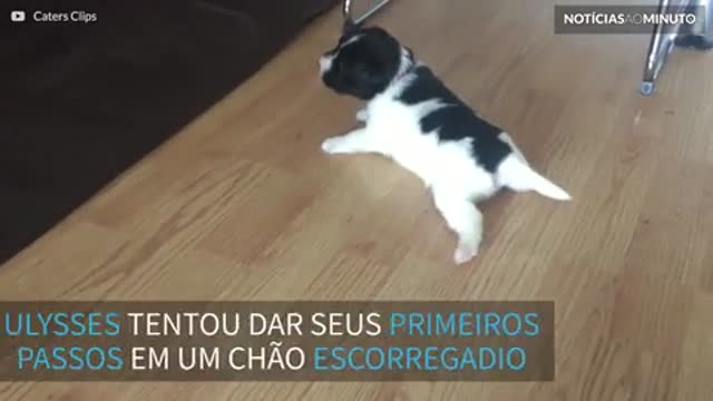 Cãozinho filhote tenta ficar em pé em chão escorregadio