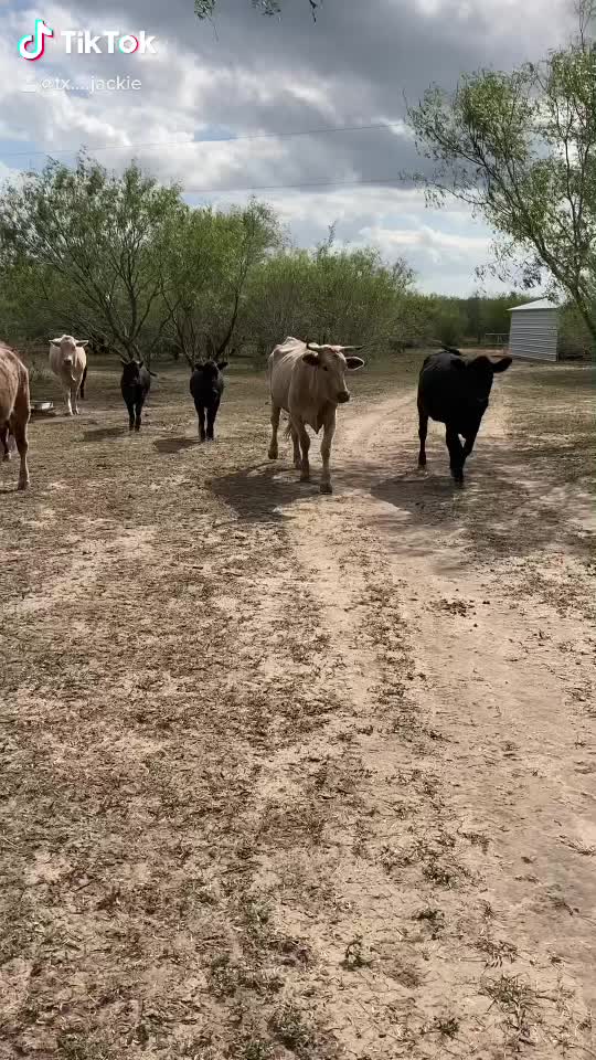 Texas Cows