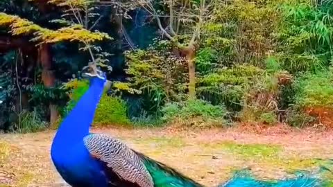 Your good luck will come when you see the peacock open