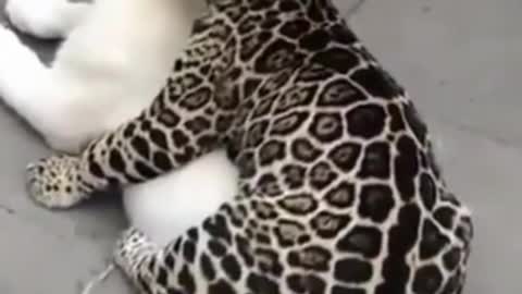 😸😹❤️ Funniest Animals Love moments video