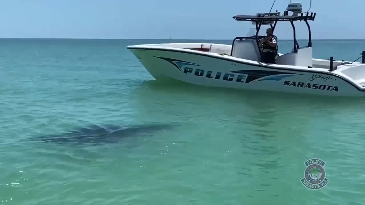 Sarasota Police Manta Ray Encounter