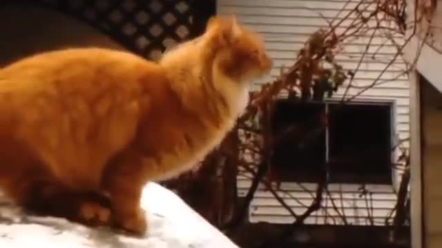 Funny video 🤣🤣 ll epic cat fail ll
