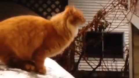 Funny video 🤣🤣 ll epic cat fail ll