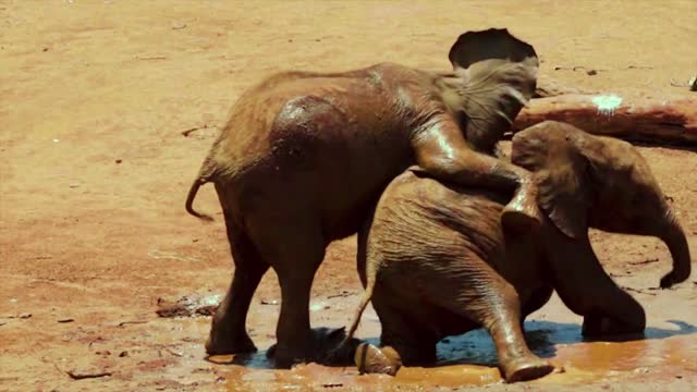 little elephants taking a delicious mud bath