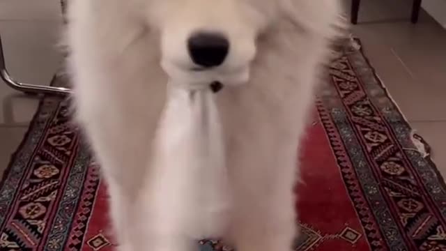 samoyed