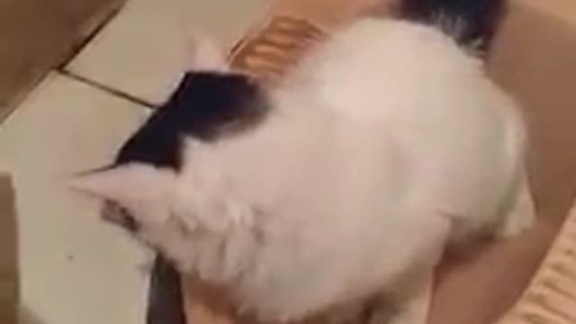 Funny cat
