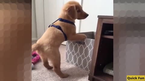 Golden Retrievers Funny Video