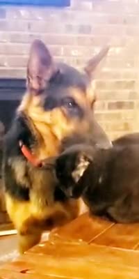 German Shepherd Obsessed With Smelling The Cat