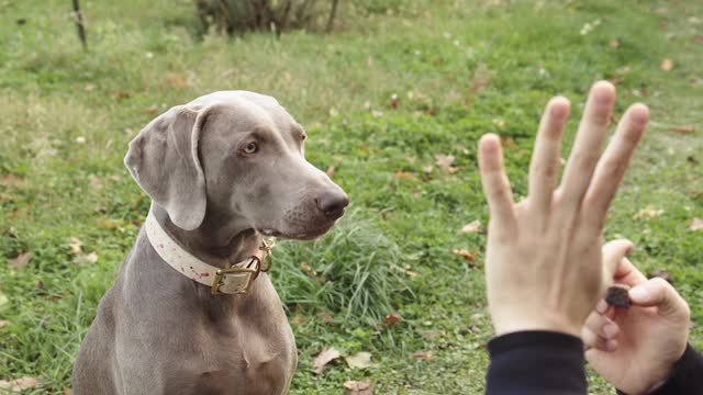 Dog Training Video