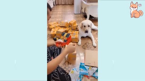 Dogs funniest videos