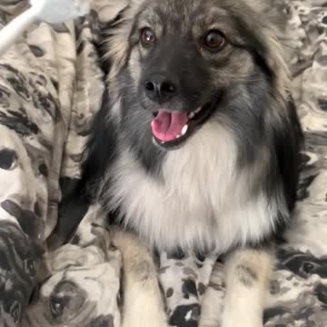 Proud Puppy Brushes Own Teeth