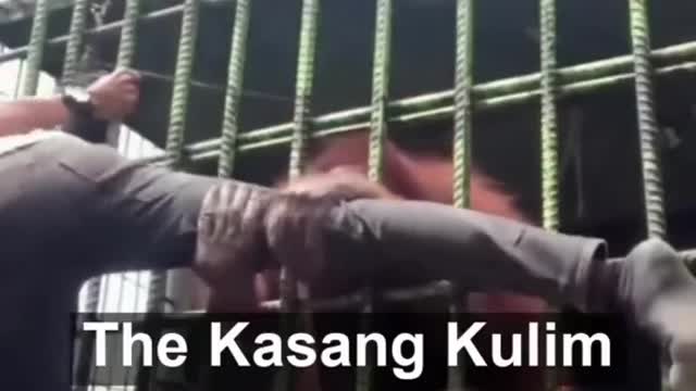 Orangutan Attack | Orangutan grabs man at zoo