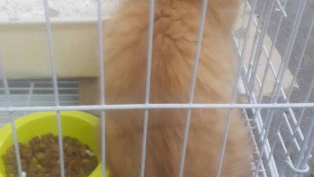 اول ماجبت القط