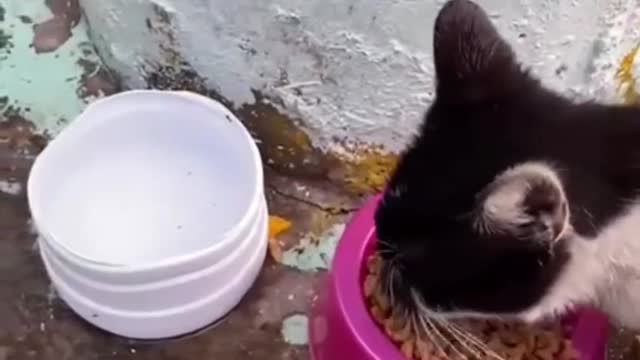 Very hungry cats being fed