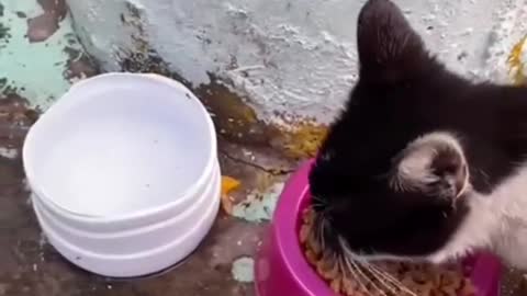 Very hungry cats being fed