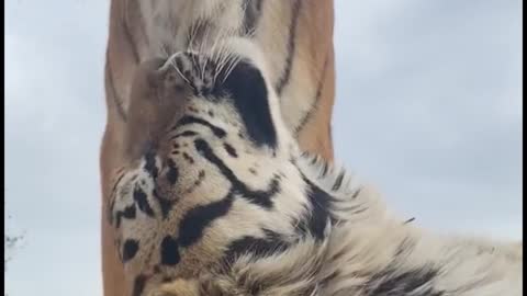 A lazy moment for two tigers