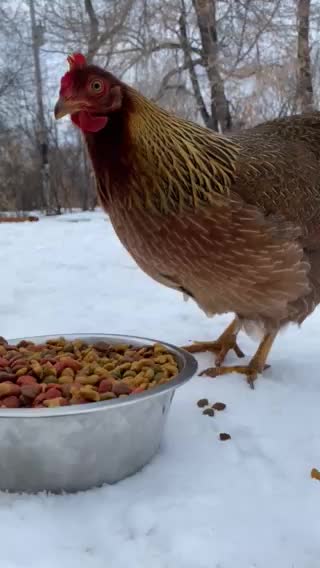 Chicken eats dog food