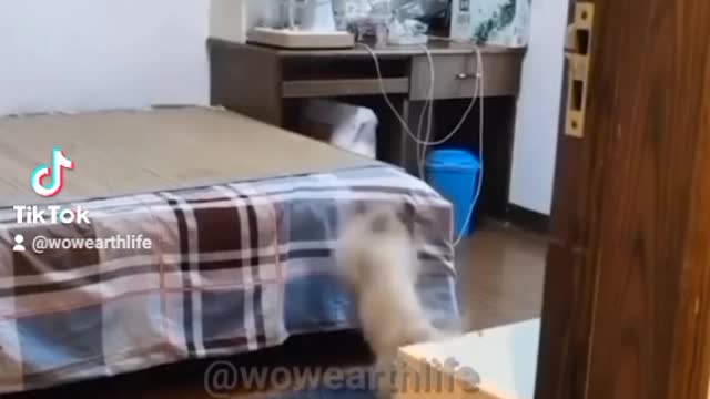 PUPPY PREPARING BED TO SLEEP 🐕