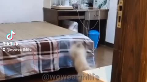 PUPPY PREPARING BED TO SLEEP 🐕