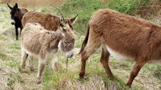 Donkey Mating in Nature and Wild