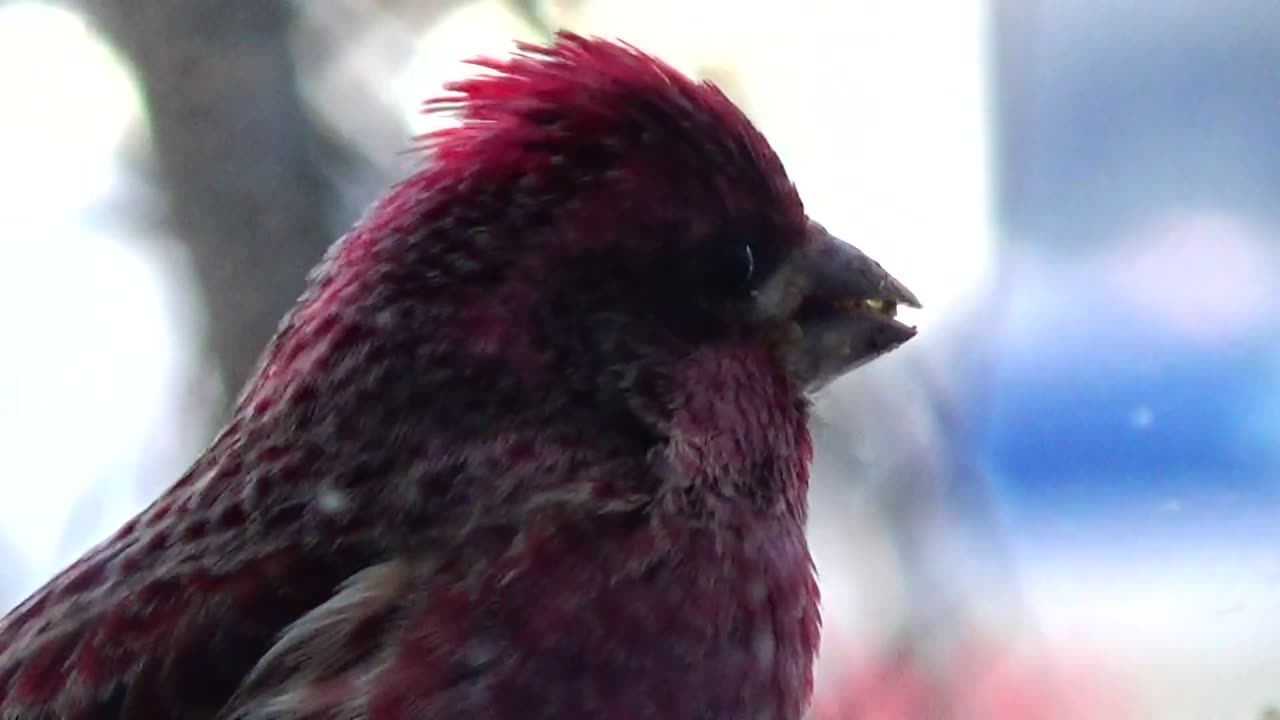 Purple Finch