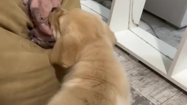 The games go on, the cat plays without getting up.