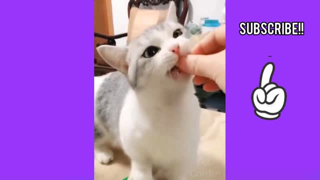 Funnny Cat Eating