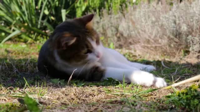 A cat lies on a ground in a garden, tries to catch a stick, after a while gets up in order to catch