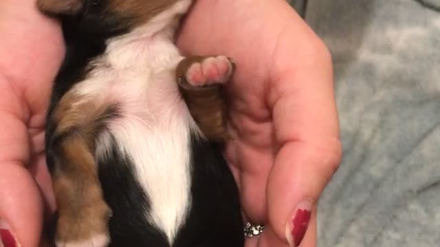 Black and brown puppy lays on back in owner's hand