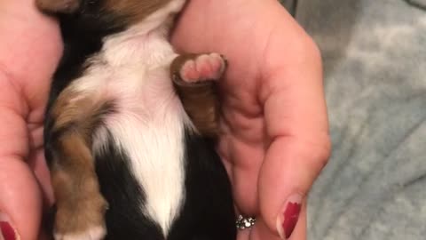 Black and brown puppy lays on back in owner's hand