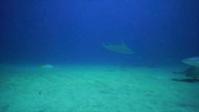 Hammerhead Sharks