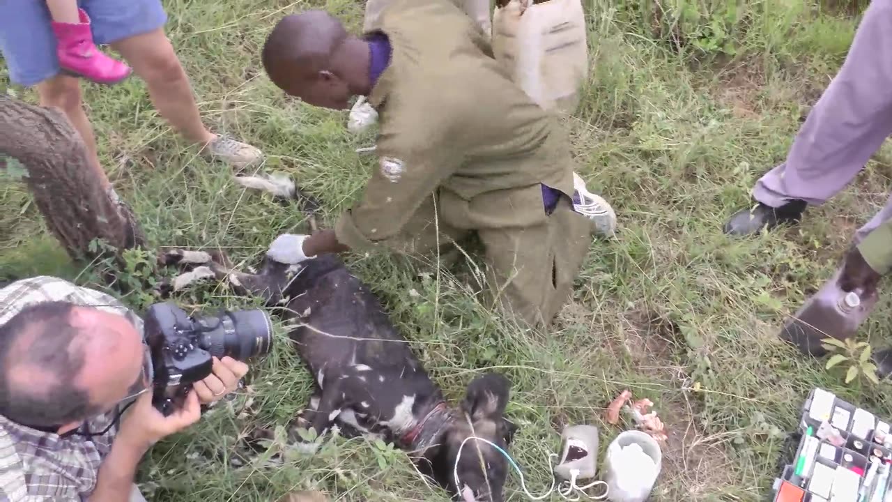 African Wild dog Intervention with Dr Mutinda in El Karama, Kenya