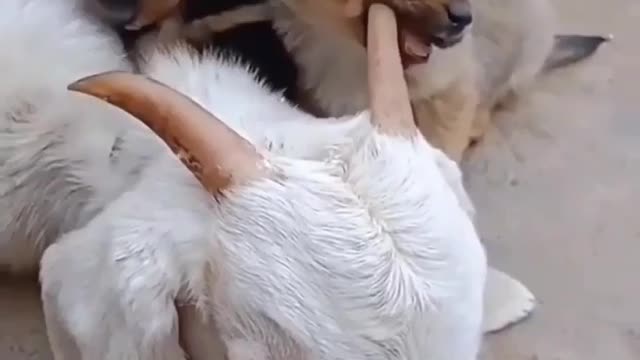 dog funny video