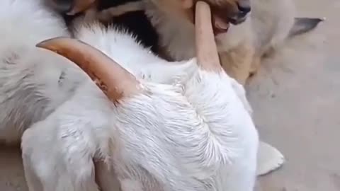 dog funny video