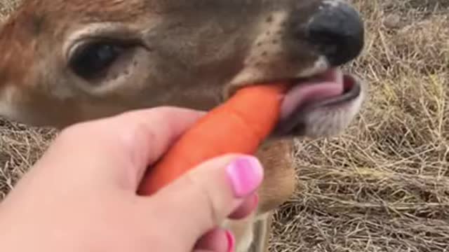 Haring is eating carrots 💯❤️👍