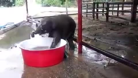 Cute Baby Elephants in bath tub "Double trouble"