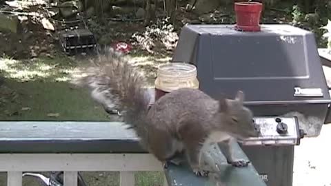 A Day in the Life of a Frustrated Squirrel