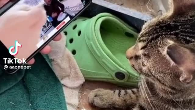 THE CAT MOVES INTO THE BEAT OF THE SONG