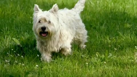 Beautiful pets video really beautiful and cute