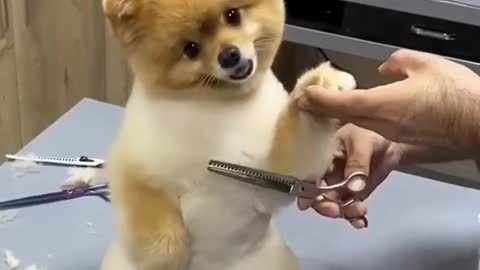 Cute Cat