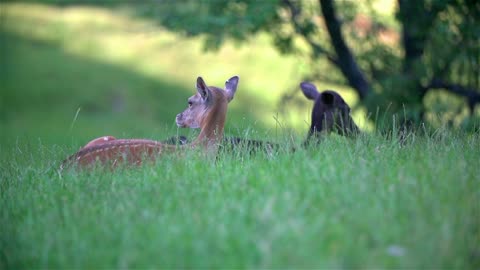 Deer watching around for predators